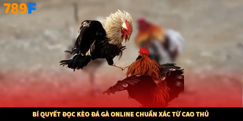 Bí quyết đọc kèo đá gà online chuẩn xác từ cao thủ Bí quyết đọc kèo đá gà online chuẩn xác từ cao thủ