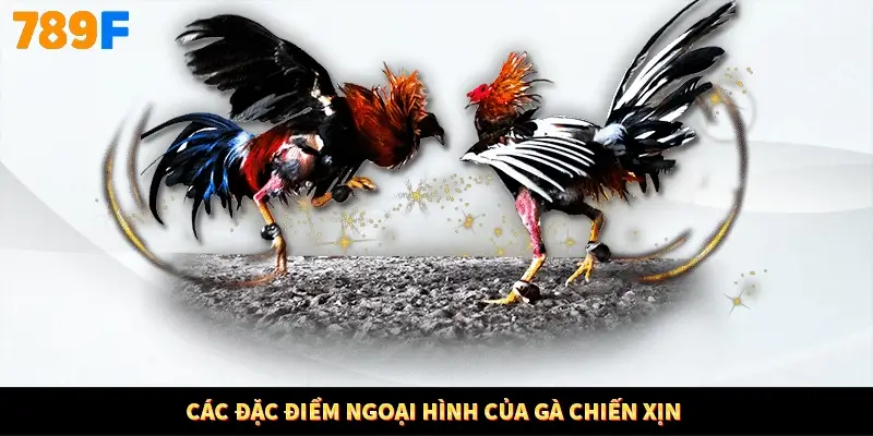 Các đặc điểm ngoại hình của gà chiến xịn