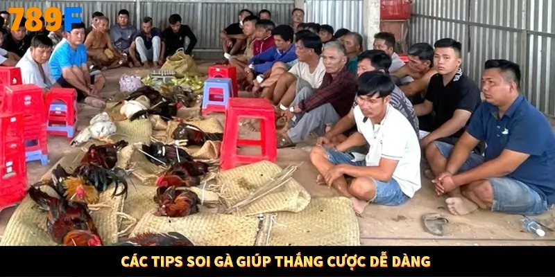 Các tips soi gà giúp thắng cược dễ dàng