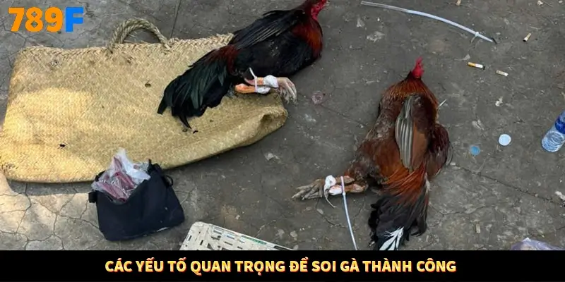 Các yếu tố quan trọng để soi gà thành công