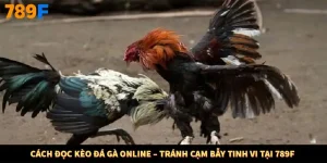 Cách Đọc Kèo Đá Gà Online – Tránh Cạm Bẫy Tinh Vi Tại 789F