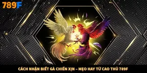 Cách Nhận Biết Gà Chiến Xịn – Mẹo Hay Từ Cao Thủ 789F