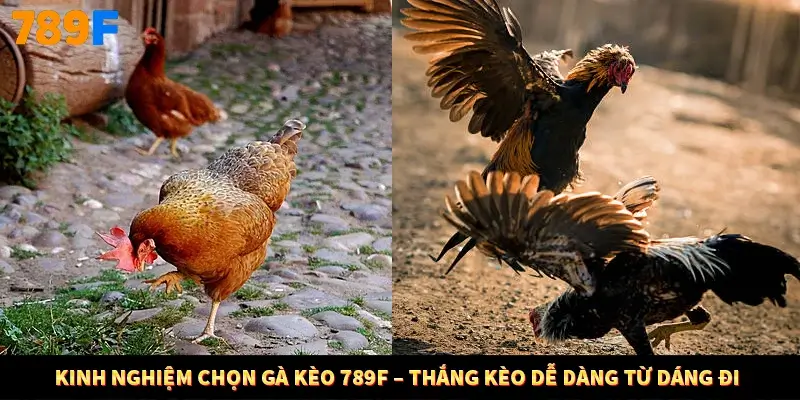 Kinh Nghiệm Chọn Gà Kèo 789F – Thắng Kèo Dễ Dàng Từ Dáng Đi