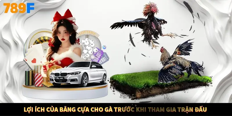 Lợi ích của băng cựa cho gà trước khi tham gia trận đấu