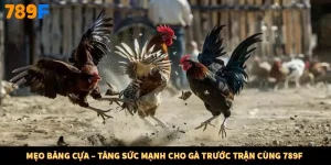 Mẹo Băng Cựa – Tăng Sức Mạnh Cho Gà Trước Trận Cùng 789F