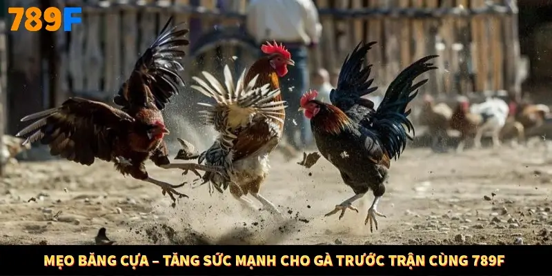 Mẹo Băng Cựa – Tăng Sức Mạnh Cho Gà Trước Trận Cùng 789F